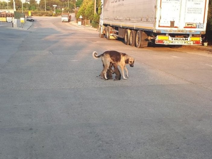 Adana'da mahsur kalan köpekler kurtarıldı