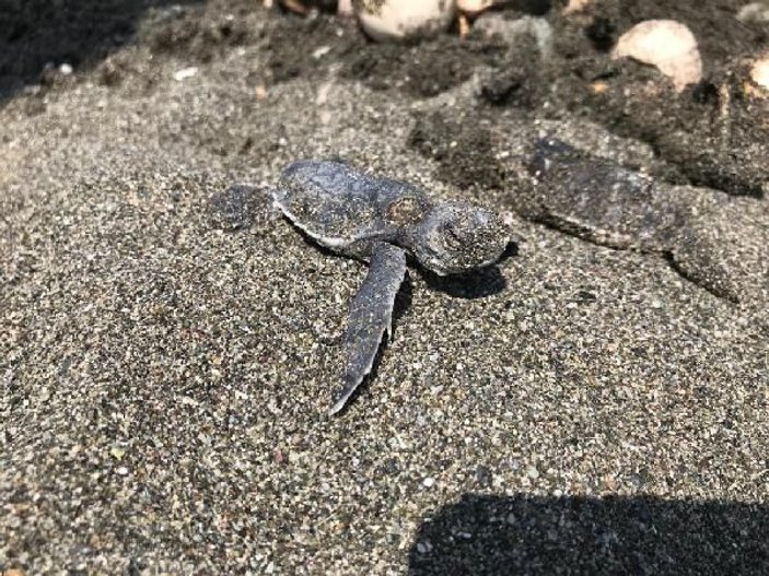 Hatay'da 60 deniz kaplumbağa yavrusu denize bırakıldı