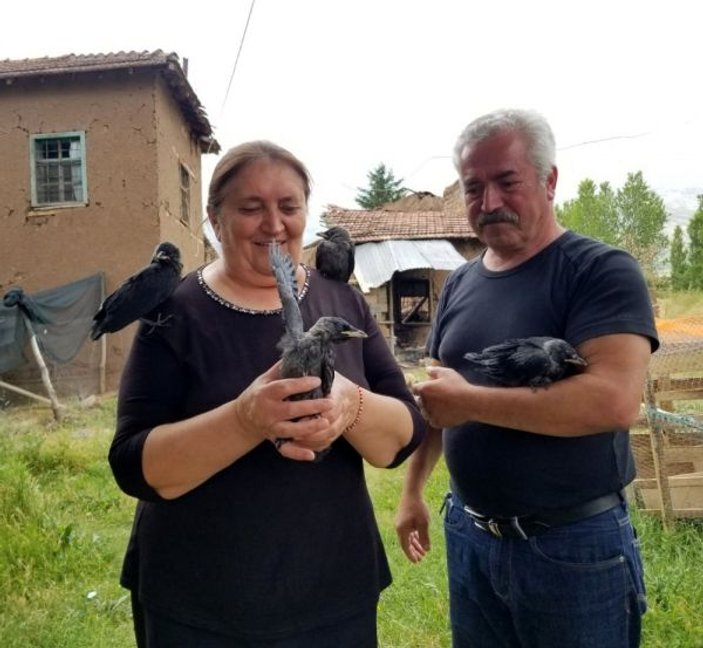 Erzincan'da evcilleştiren dört karga maskot oldu