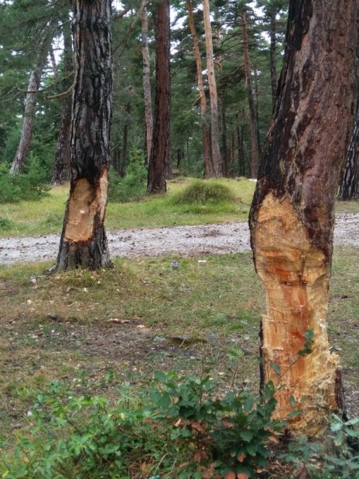 Sinop'ta piknik yapan vatandaşlar ağaçlara zarar verdi