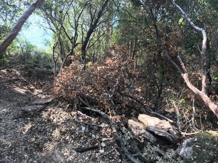 Marmaris'te araziye yol açmak için sit alanındaki ağaçlar kesildi