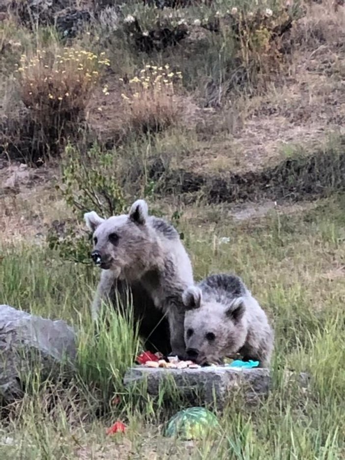 Bitlis'te acıkan ayıları kendi elleriyle beslediler