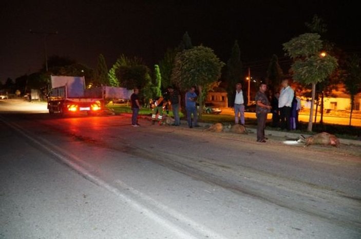 Eskişehir'de otomobil koyun sürüsüne daldı: 2 yaralı