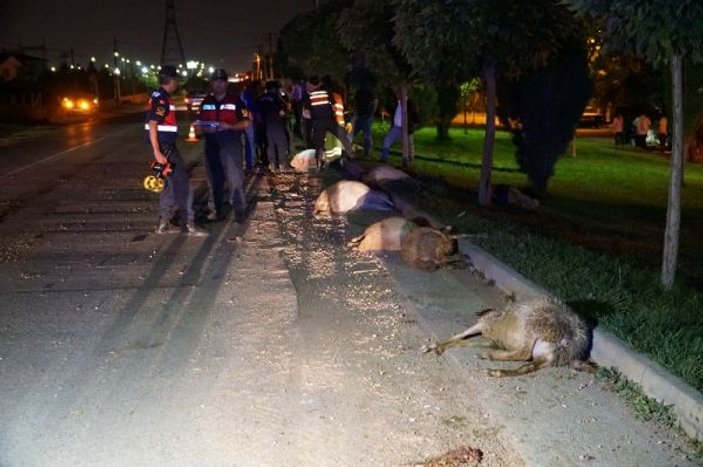 Eskişehir'de otomobil koyun sürüsüne daldı: 2 yaralı