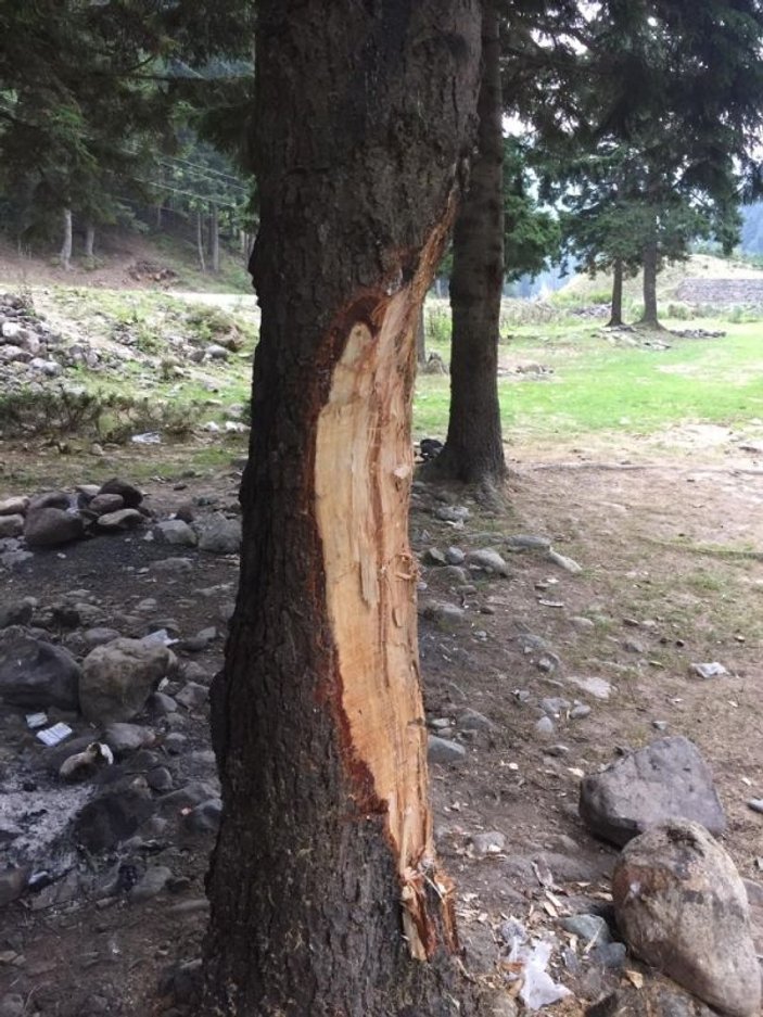 Trabzon'da 5 liralık çıra için ağaçları oydular