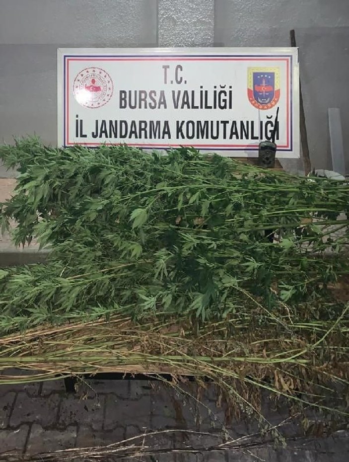 Bursa'da 48 kök kenevir ele geçirildi: 2 gözaltı