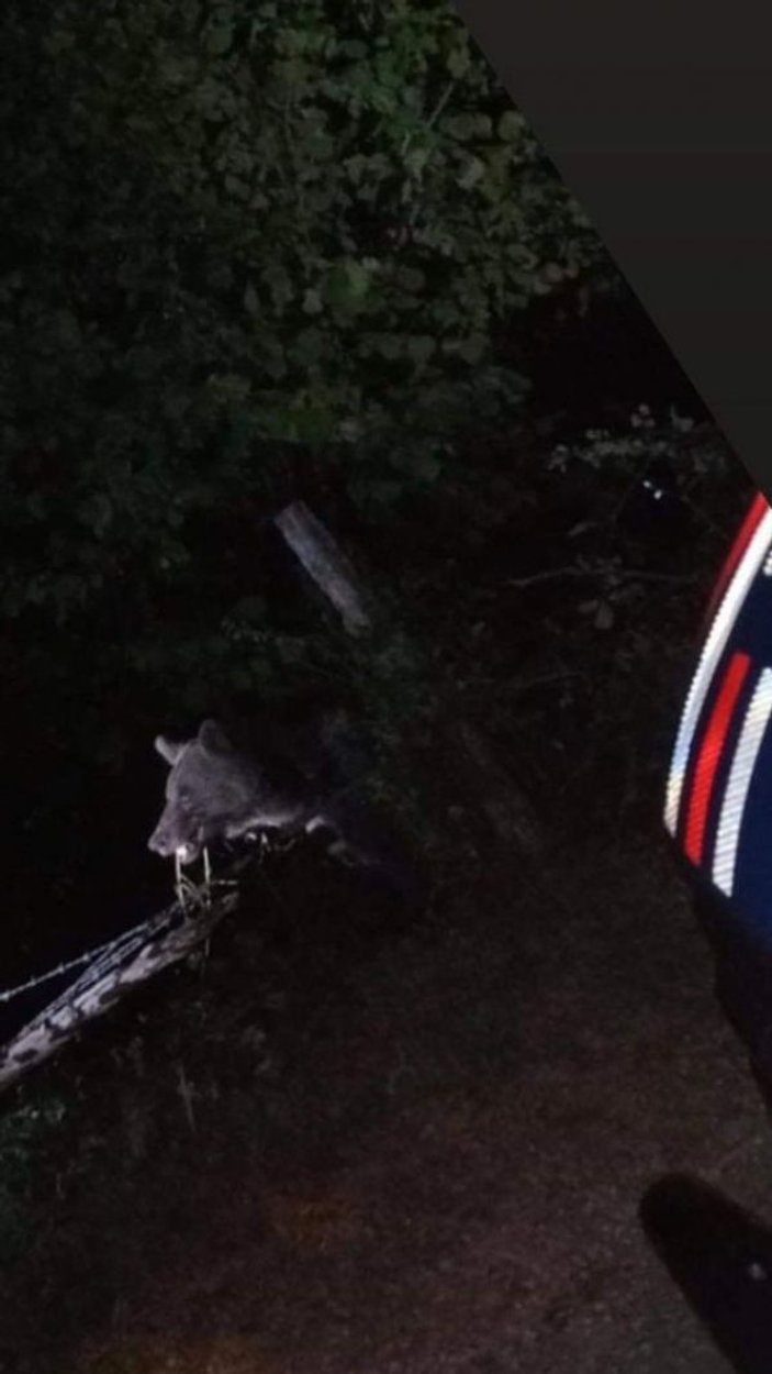 Kastamonu'da bahçe teline takılan yavru ayı öldü