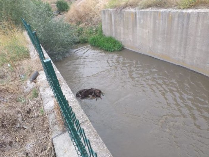 Ankara'da 3 köpeği zehirleyip kanala attılar