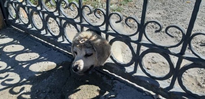 Sivas'ta kafası sıkışan yavru köpek kurtarıldı