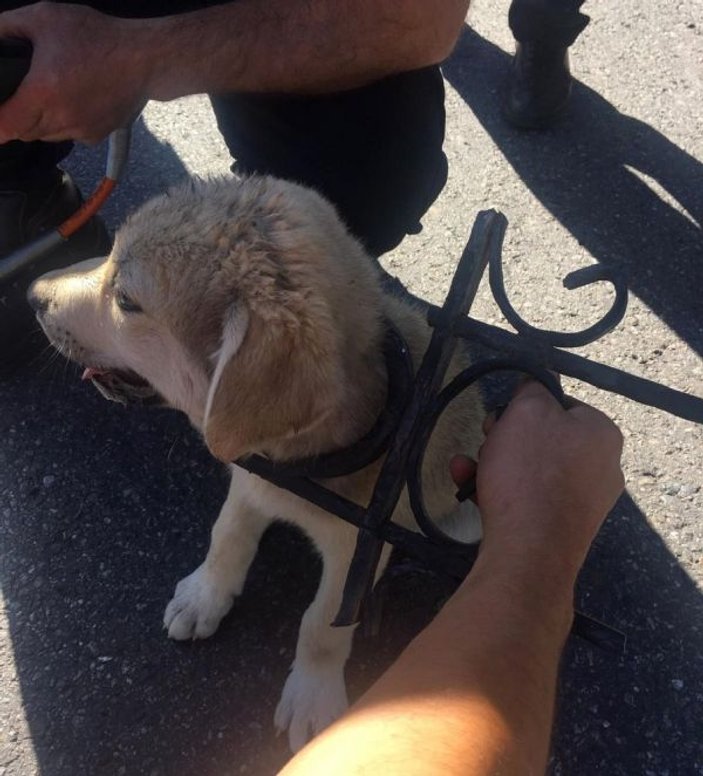 Sivas'ta kafası sıkışan yavru köpek kurtarıldı
