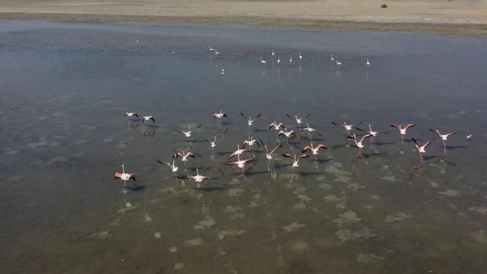 Serçin'e flamingo akını