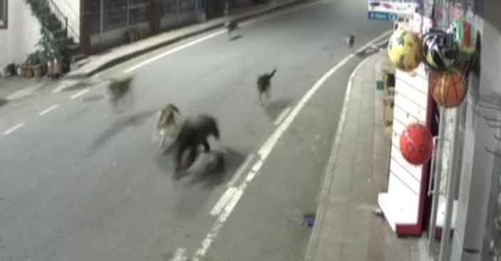 Rize’de köpekler bir olup yavru ayıyı kovaladılar