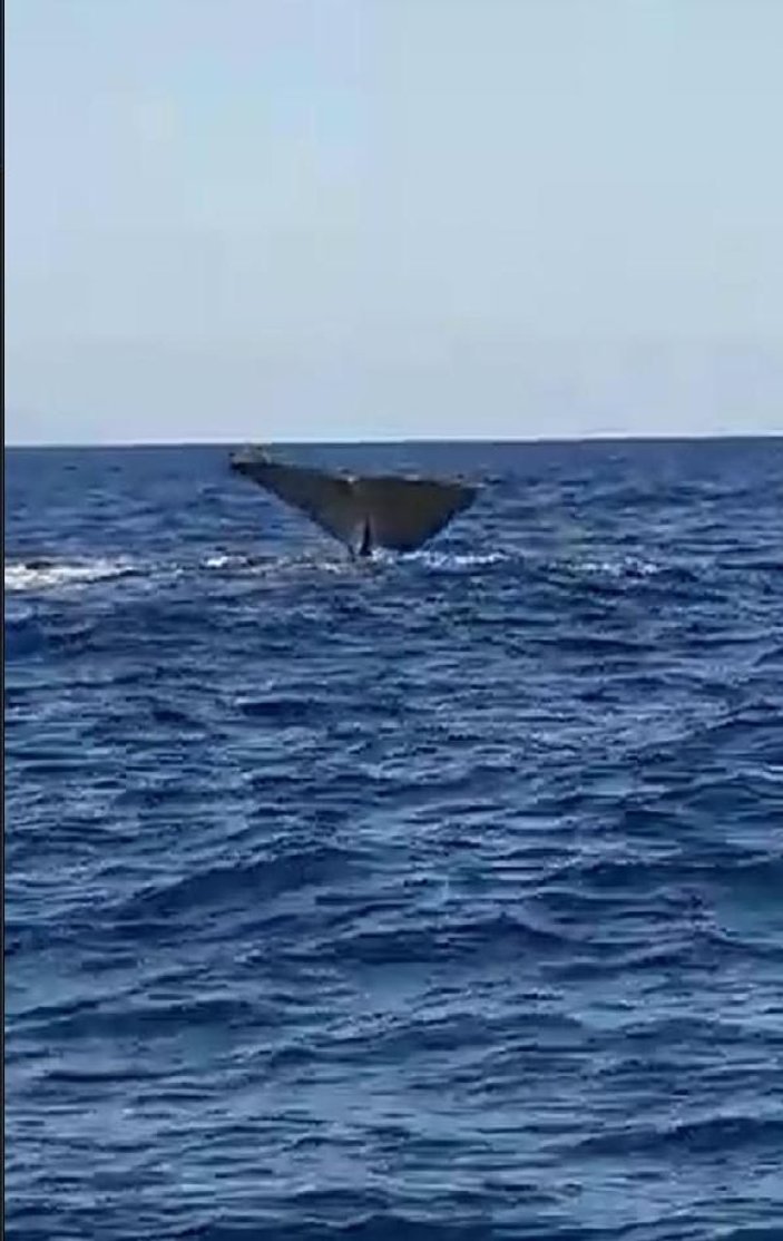 Alaçatı açıklarında balina heyecanı