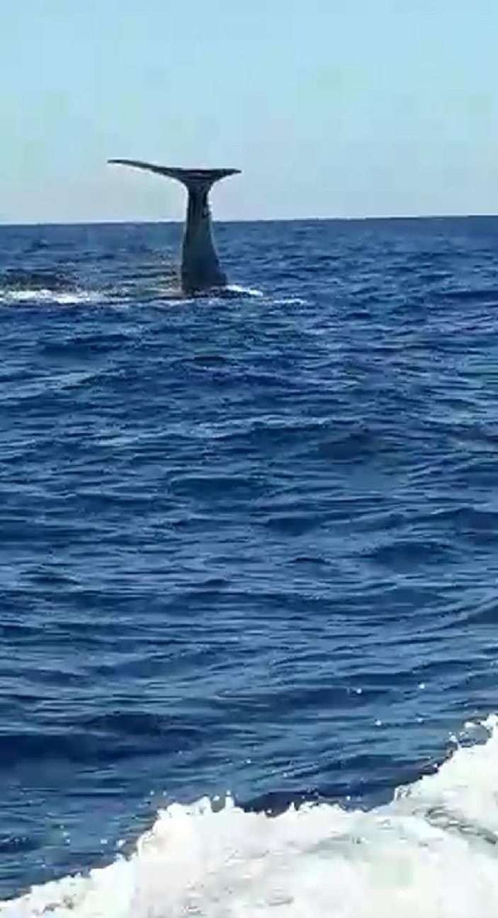 Alaçatı açıklarında balina heyecanı