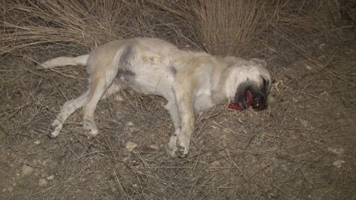 Başkent'te iki köpek zehirli sosislerle öldürüldü