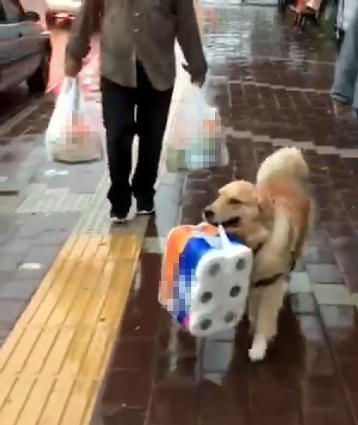 Çanakkale'de sahibine yardım eden köpek