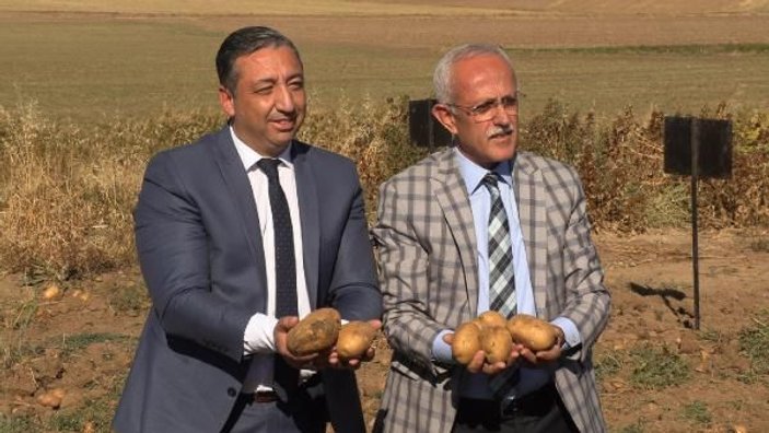 Yozgat'ta 6 çeşit yerli patates hasadı