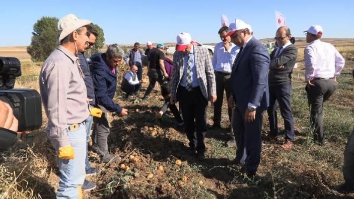 Yozgat'ta 6 çeşit yerli patates hasadı
