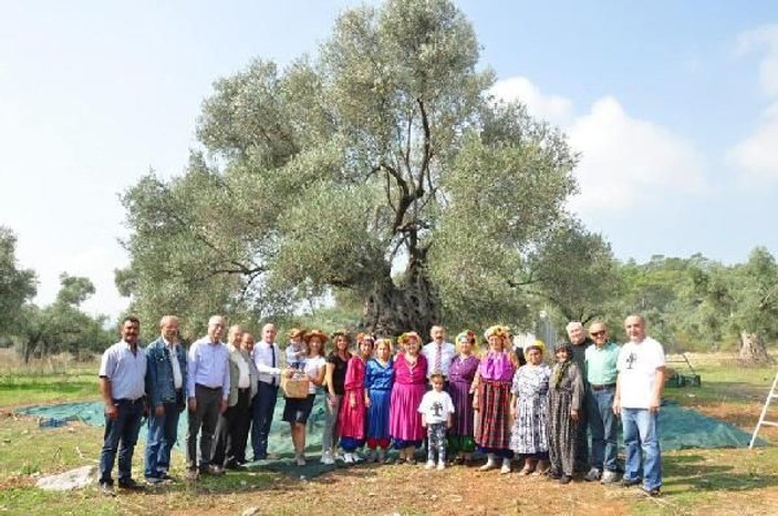 3 bin 200 yıllık zeytin ağacının hasadı yapıldı