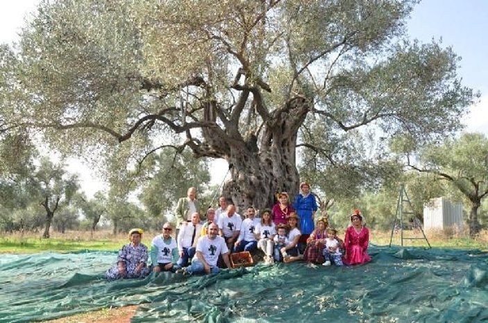 3 bin 200 yıllık zeytin ağacının hasadı yapıldı