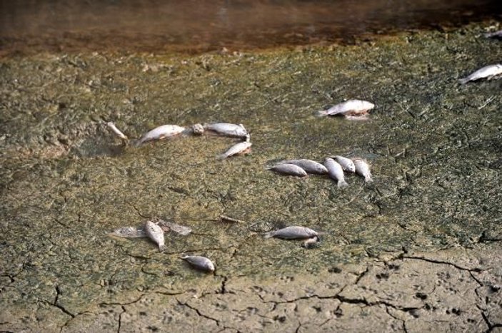 Bursa Valiliği'nden toplu balık ölümleriyle ilgili açıklama -3
