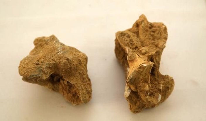 Isparta'da, 7-8 milyon yıl öncesine ait omurgalı fosillerine ulaşıldı -1