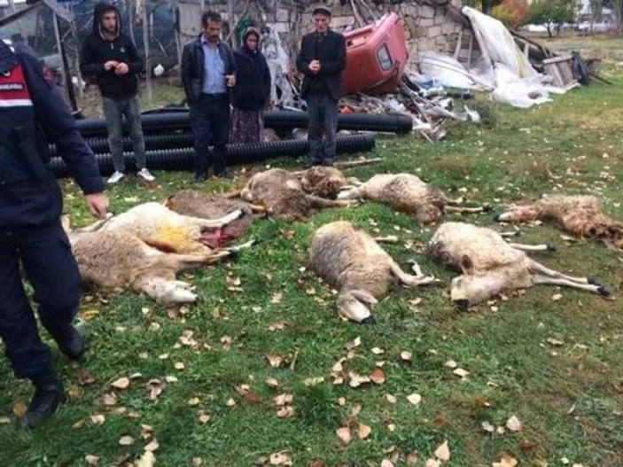 Hırsızların çaldığı koyunları kurtlar parçaladı -1