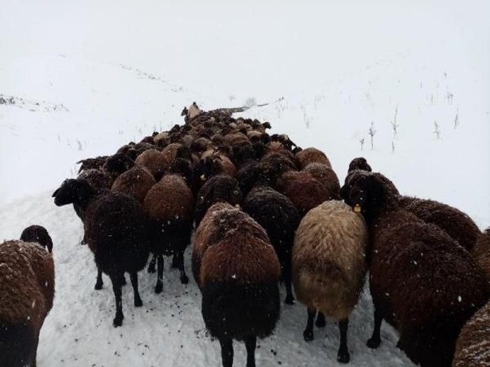 Karlıova'da mahsur kalan 2 bin 500 koyun kurtarıldı -6