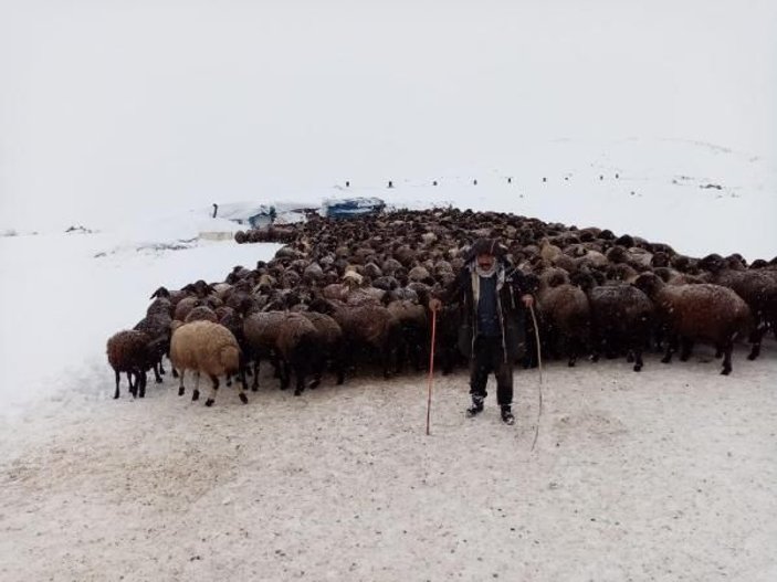 Karlıova'da mahsur kalan 2 bin 500 koyun kurtarıldı -2