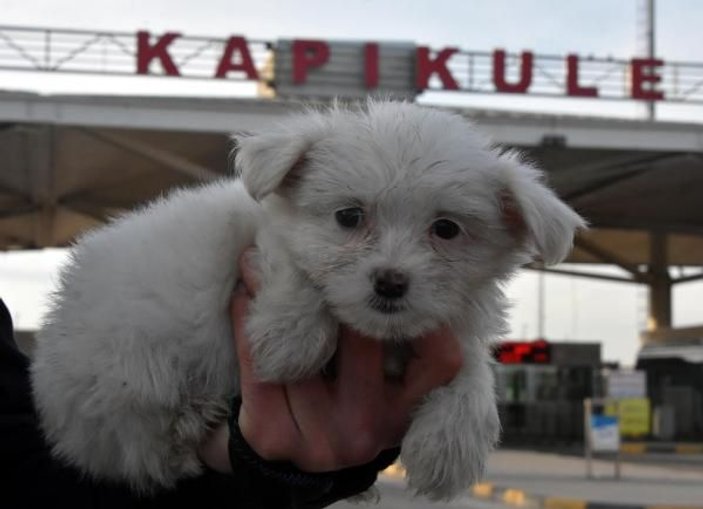 Kapıkule'de 14 yavru köpek ele geçirildi -6