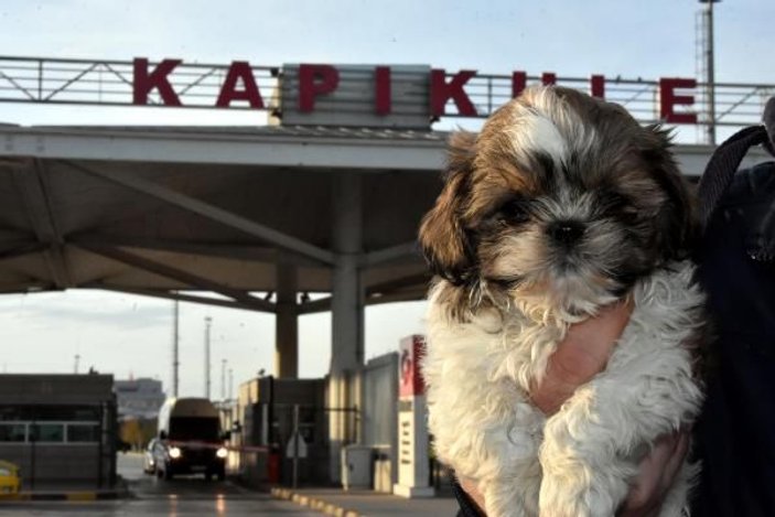 Kapıkule'de 14 yavru köpek ele geçirildi -7