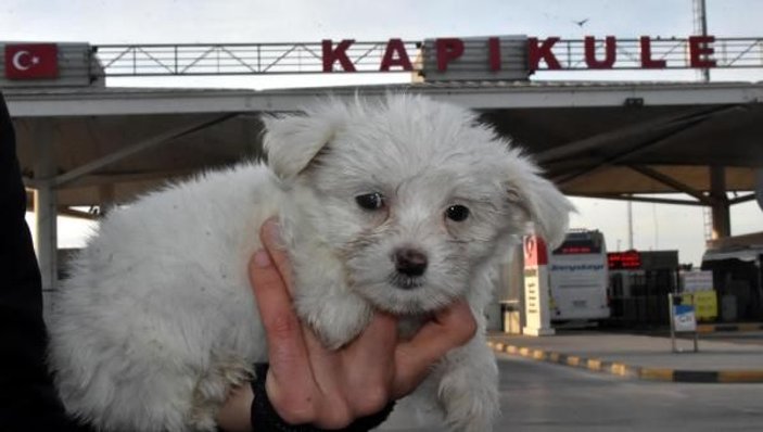 Kapıkule'de 14 yavru köpek ele geçirildi -8