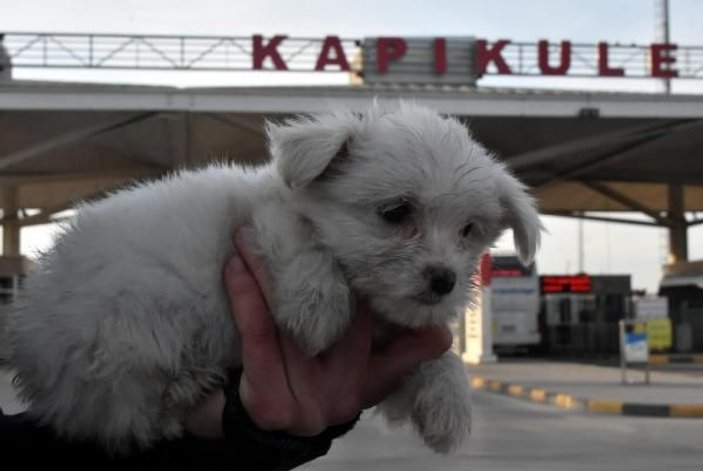 Kapıkule'de 14 yavru köpek ele geçirildi -9