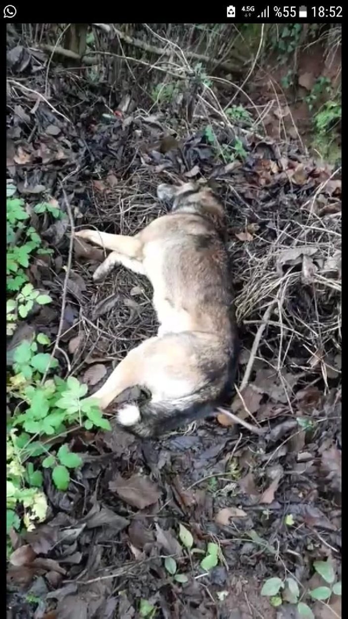Bartın'da 6 köpek ölü bulundu -3