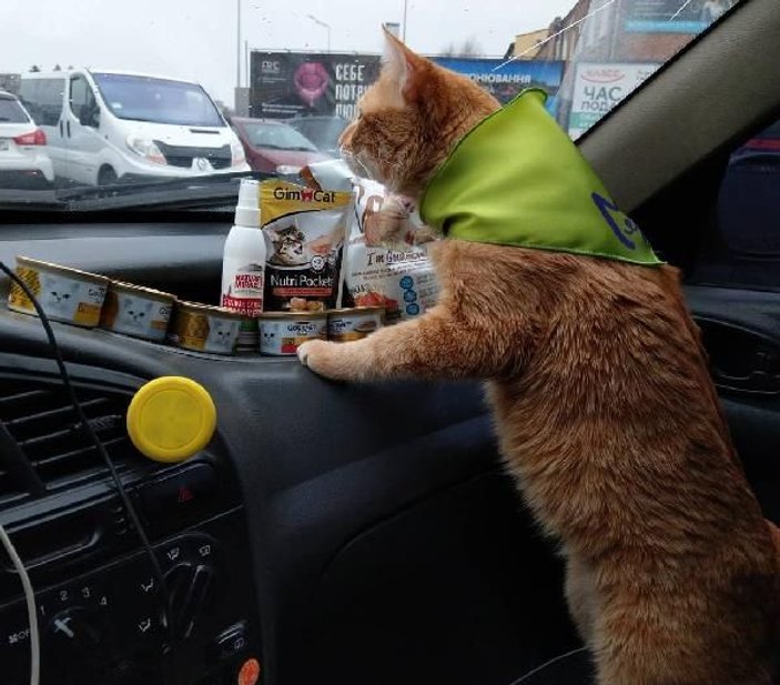 Ukrayna’nın en popüler taksisi: Kedili taksi -4