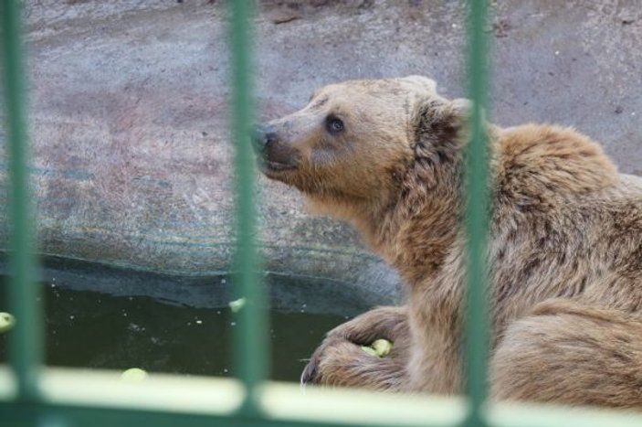 Gaziantep’te ayılar kış uykusunu unuttu -3