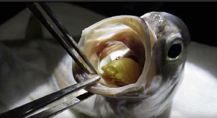 Balığın dilinde yetişen parazitler, görenleri şaşırtıyor -5