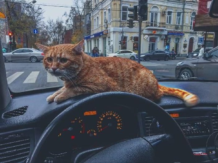 Ukrayna’nın en popüler taksisi: Kedili taksi -7