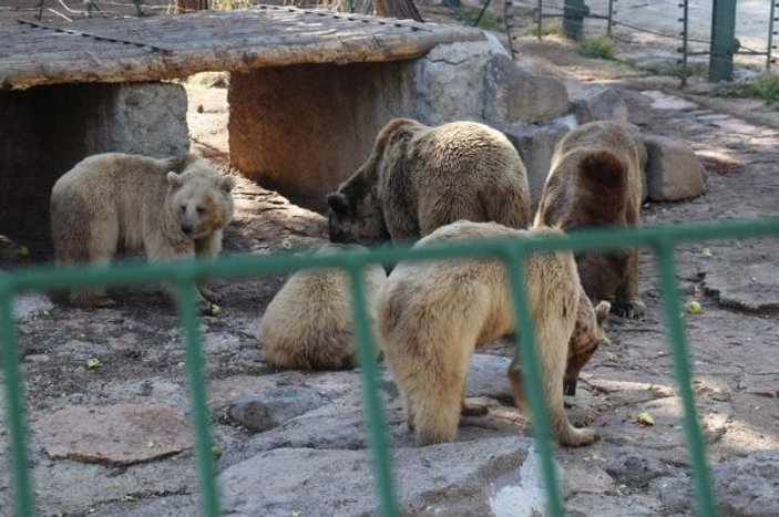 Gaziantep’te ayılar kış uykusunu unuttu -5