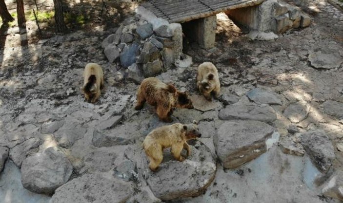 Gaziantep’te ayılar kış uykusunu unuttu -1