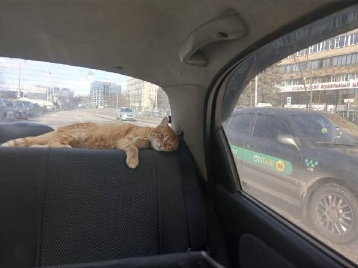 Ukrayna’nın en popüler taksisi: Kedili taksi -3
