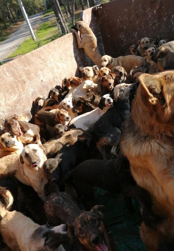 Kamyonla Mersin’e getirilen köpekler, Alanya'ya geri gönderildi -8