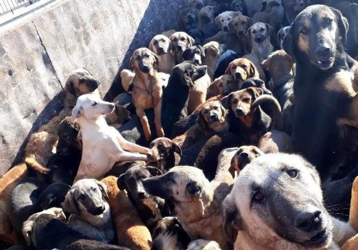 Kamyonla Mersin’e getirilen köpekler, Alanya'ya geri gönderildi -1