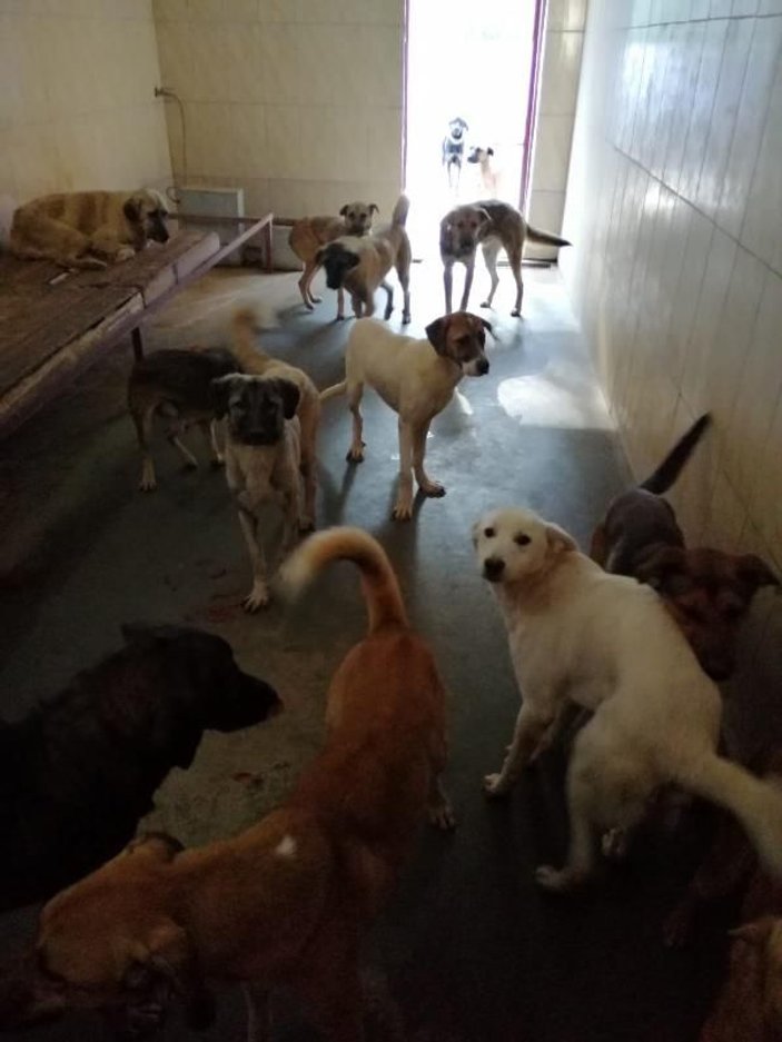 Kamyonla Mersin’e getirilen köpekler, Alanya'ya geri gönderildi -6