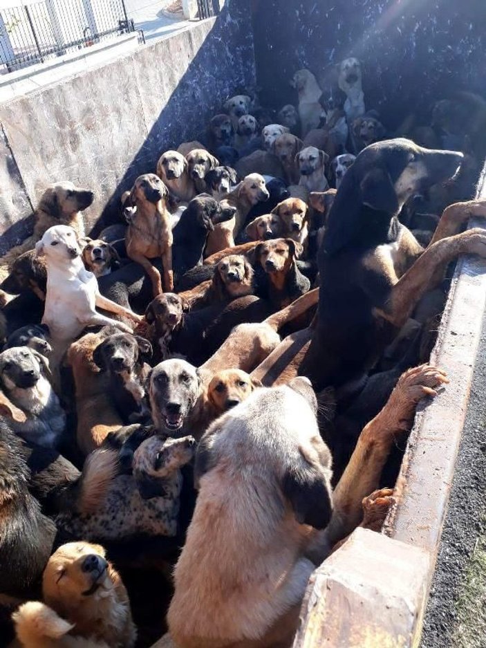 Kamyonla Mersin’e getirilen köpekler, Alanya'ya geri gönderildi -3