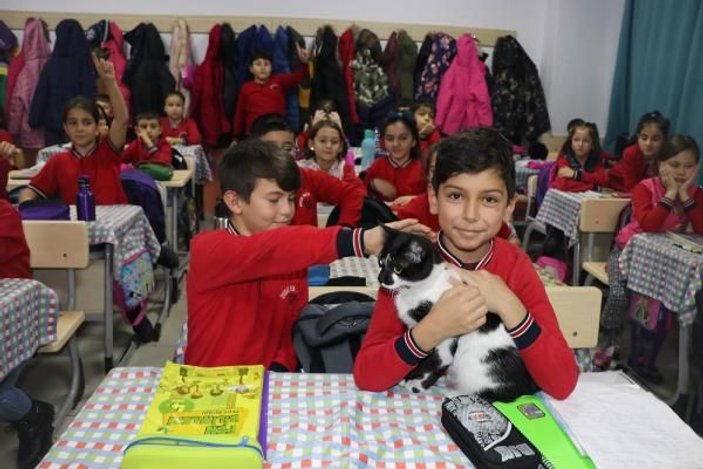 Müdürün sahiplendiği kedi, öğrencilerin neşesi oldu -9