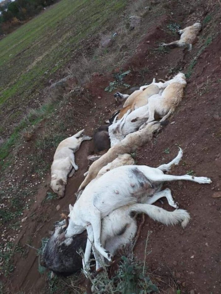 Osmaniye’de onlarca köpeği öldürüp çukura doldurdular -2
