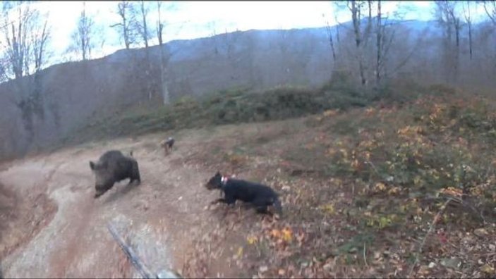 Avlamak istediği yaban domuzunun saldırısına uğrayan avcı ölümden döndü -3