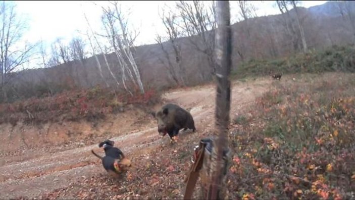 Avlamak istediği yaban domuzunun saldırısına uğrayan avcı ölümden döndü -1