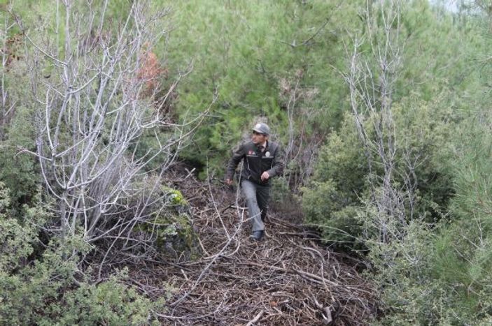Yeni yıla çam ağacı nöbeti tutarak girecekler -6